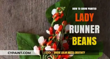Growing Painted Lady Runner Beans: Tips for a Bountiful Harvest