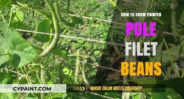 Growing Painted Pole Filet Beans: Tips for a Bountiful Harvest