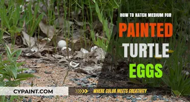 Hatching Success: Guide to Incubating Painted Turtle Eggs Effectively