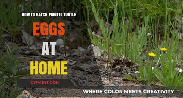 Hatching Painted Turtle Eggs: A Step-by-Step Home Incubation Guide