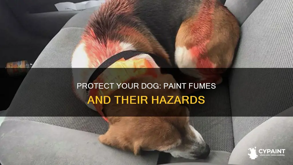 how to help your dog that smells paint fumes