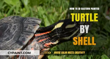 Identifying Eastern Painted Turtles: Shell Patterns and Key Features