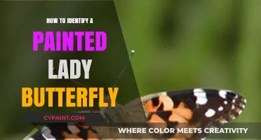 Spotting the Painted Lady: A Guide to Identifying This Butterfly