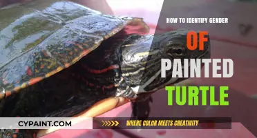 Identifying the Gender of Painted Turtles: A Simple Guide