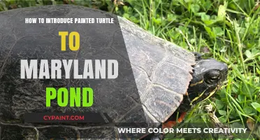 Introducing Painted Turtles to Maryland Ponds: A Step-by-Step Guide