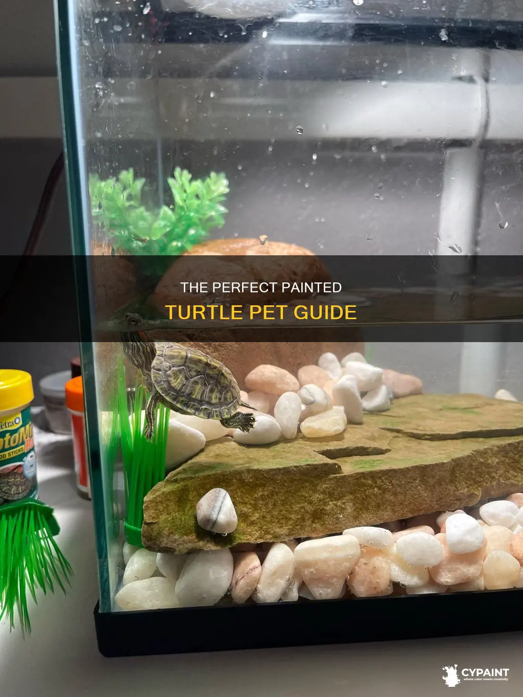 how to keep a painted turtle as a pet