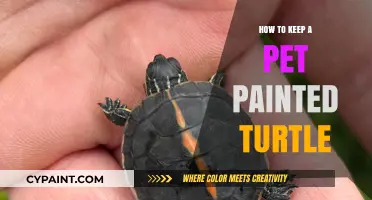 Caring for Your Painted Turtle: Essential Tips for a Healthy Pet