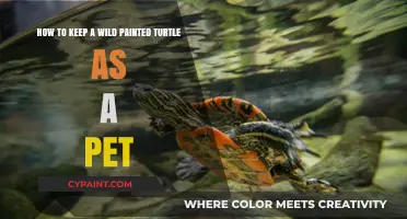 Caring for a Wild Painted Turtle as Your New Pet