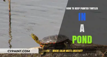 Caring for Painted Turtles: Tips for a Healthy Pond Habitat