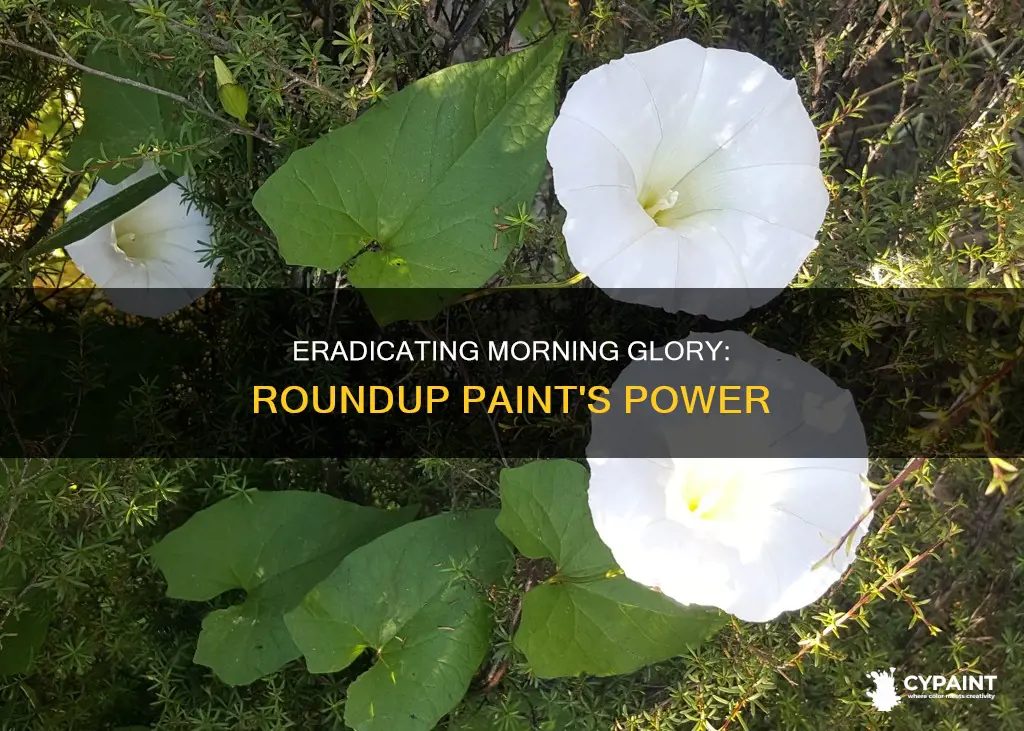 how to kill morning glory with roundup paint on