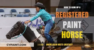 Finding Your Registered Paint Horse: A Step-by-Step Guide