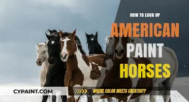 Discovering American Paint Horses: A Guide to Finding Your Perfect Match