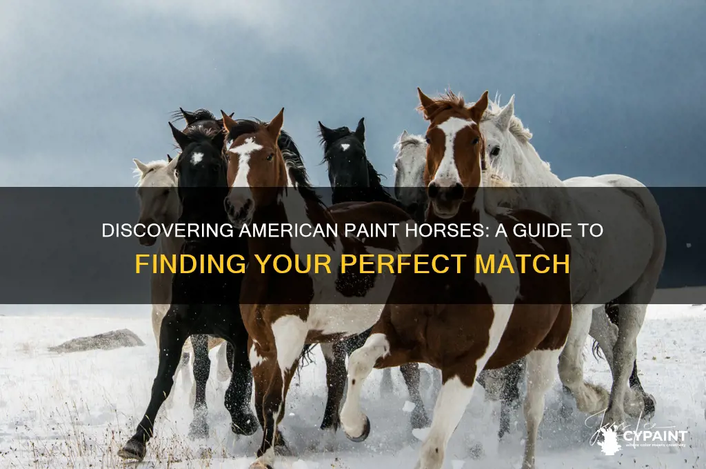 how to look up american paint horses