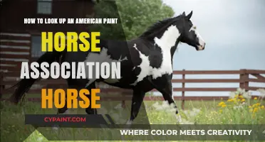 Exploring the APHA: A Guide to Finding Your Perfect Paint Horse