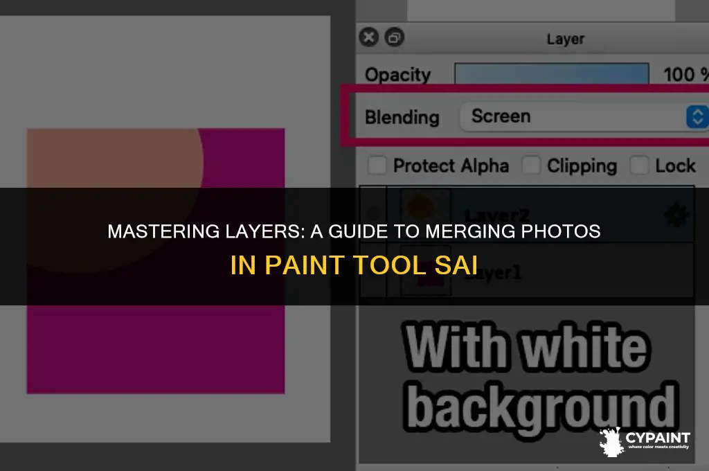 how to merge photo in layer in paint tool sai