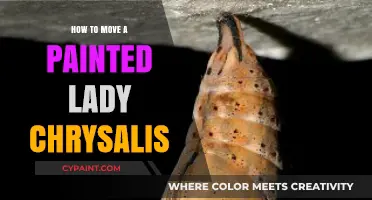 Safely Moving a Painted Lady Chrysalis: A Step-by-Step Guide