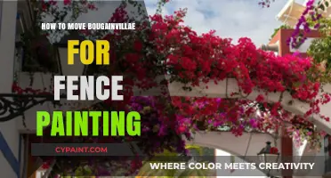 Moving Bougainvillea Safely for Fence Painting: A Step-by-Step Guide