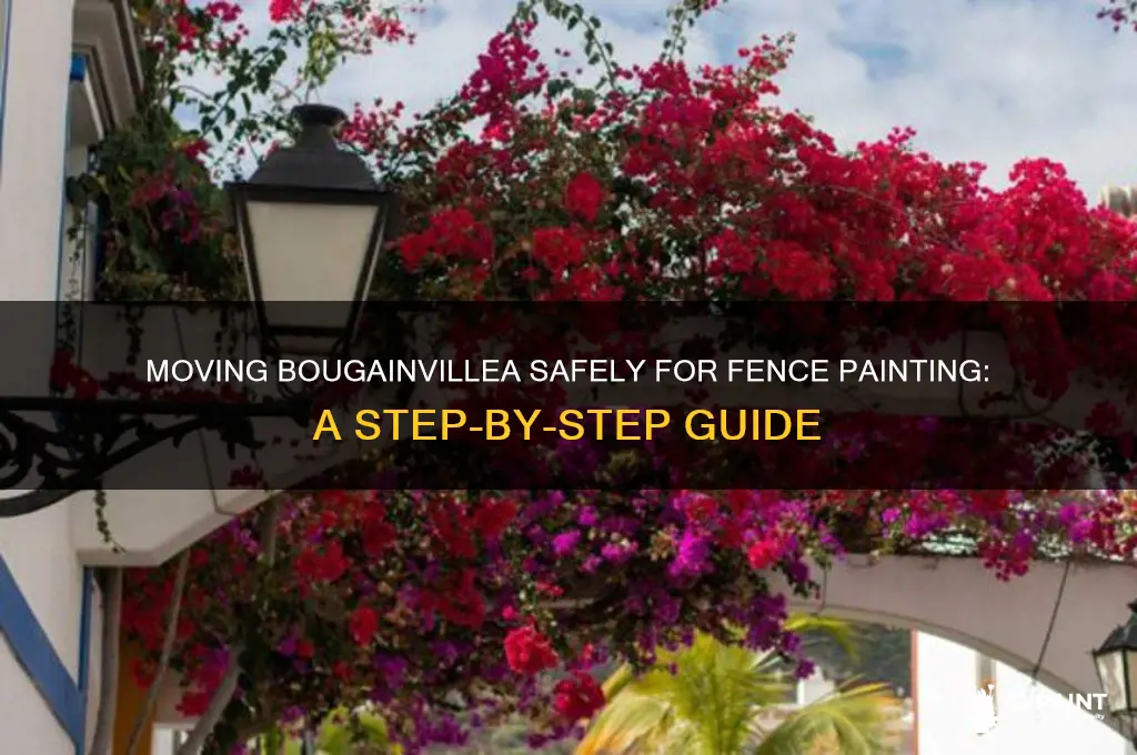 how to move bougainvillae for fence painting