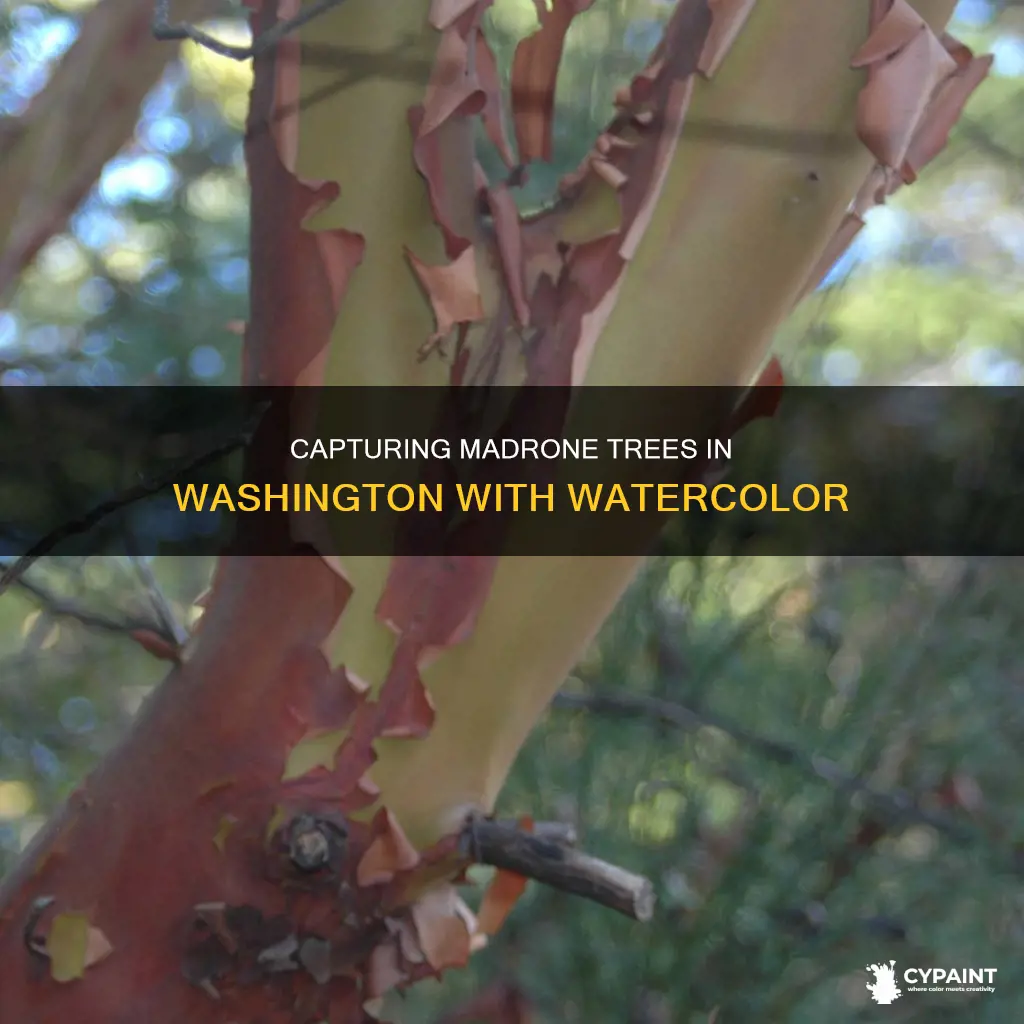 how to paint a madrone tree in washington state