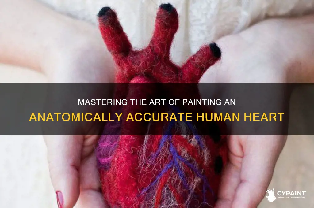 how to paint an anatomically correct heart