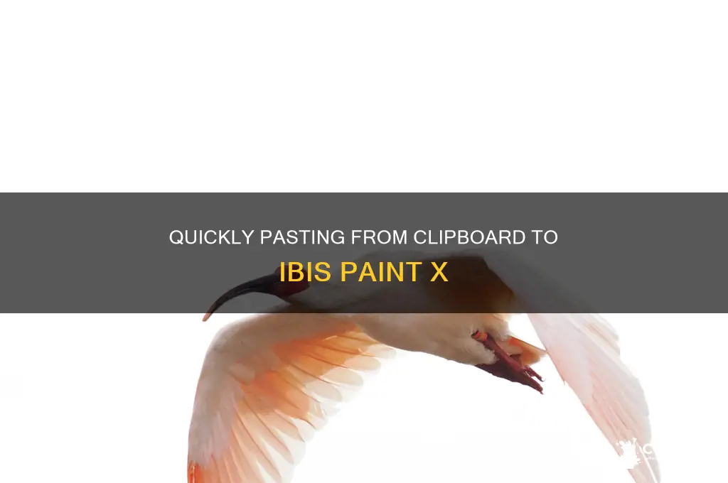 how to paste stuff from clipboard ibis paint x