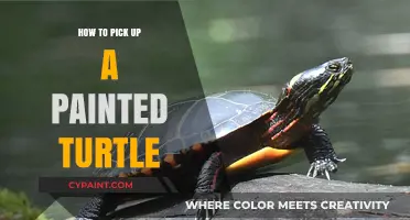 Safely Handling Painted Turtles: A Beginner's Guide to Proper Techniques