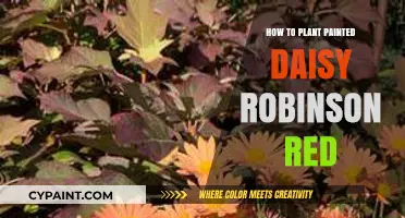 Planting Painted Daisy Robinson Red: A Step-by-Step Gardening Guide