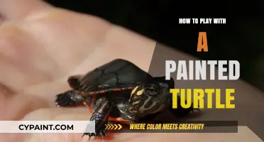 Caring for Your Painted Turtle: Fun and Safe Interaction Tips