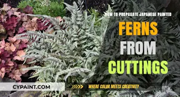 Propagating Japanese Painted Ferns: A Simple Cuttings Guide