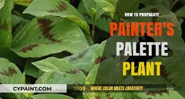Easy Propagation Guide for Painter's Palette Succulents at Home