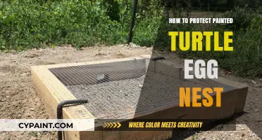 Safeguarding Painted Turtle Nests: Essential Tips for Protecting Eggs