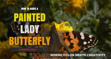 Raising Painted Lady Butterflies: A Step-by-Step Guide for Beginners