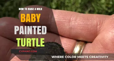 Caring for a Wild Baby Painted Turtle: Essential Tips for Success