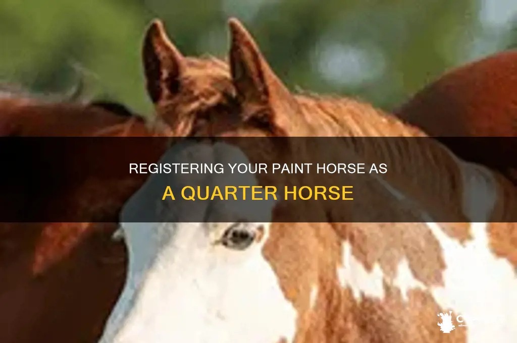 how to register a paint as a quarter horse