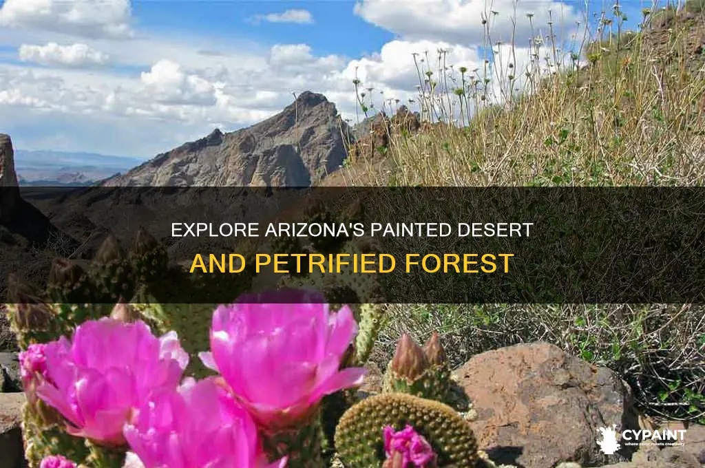 how to see the painted desert and petrified forest