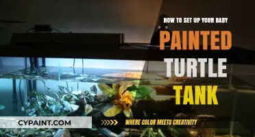 Setting Up a Baby Painted Turtle Tank: A Step-by-Step Guide