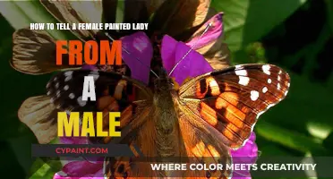 Identifying Female vs Male Painted Lady Butterflies: A Quick Guide