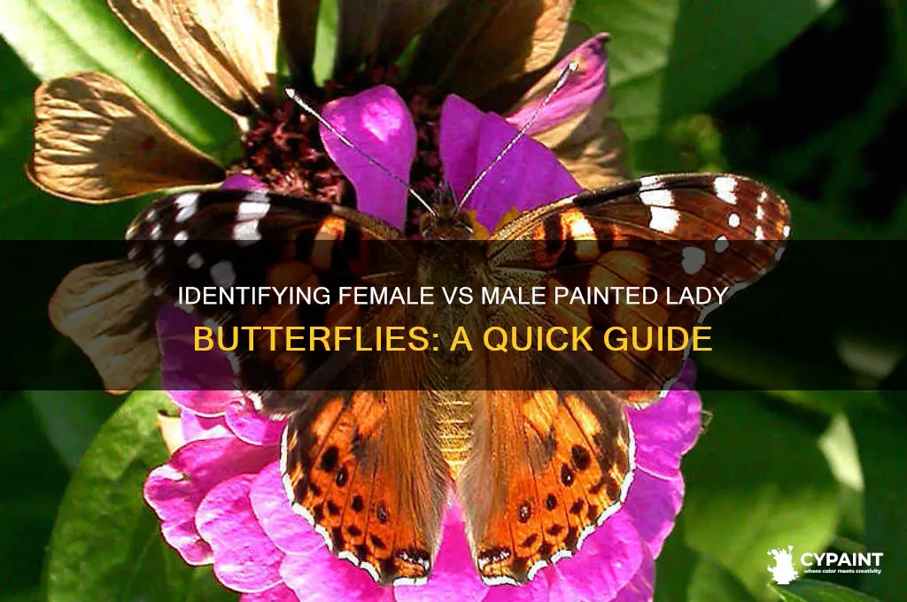 how to tell a female painted lady from a male
