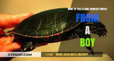 Identifying Gender in Painted Turtles: A Simple Guide for Beginners