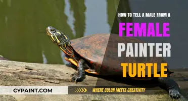 Identifying Gender Differences in Painted Turtles: A Simple Guide
