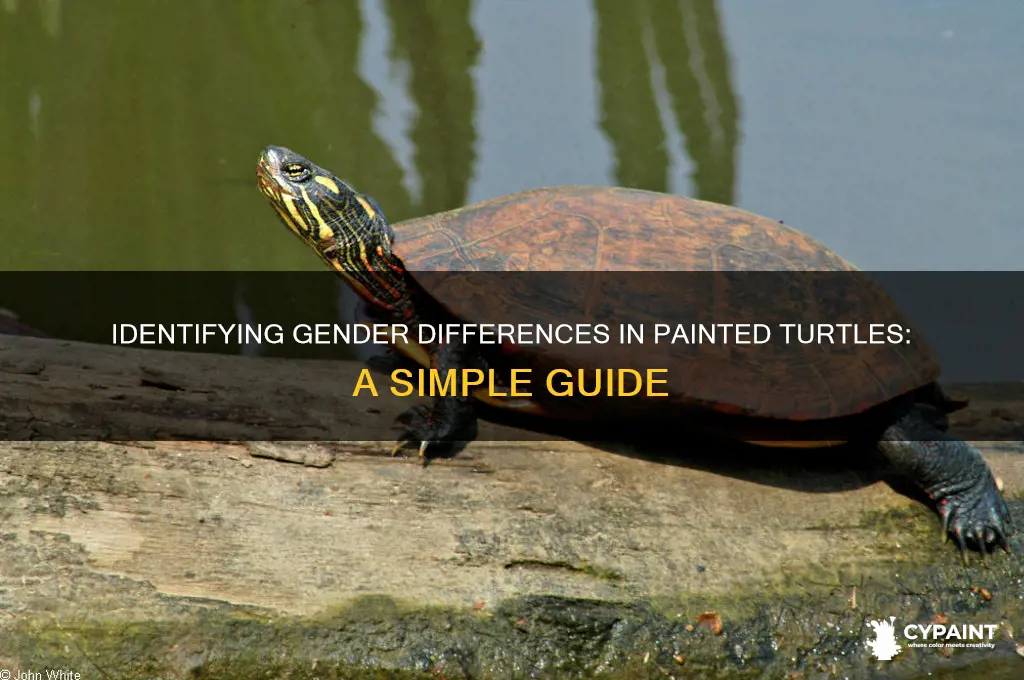 how to tell a male from a female painter turtle