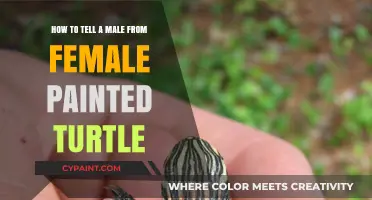 Distinguishing Male and Female Painted Turtles