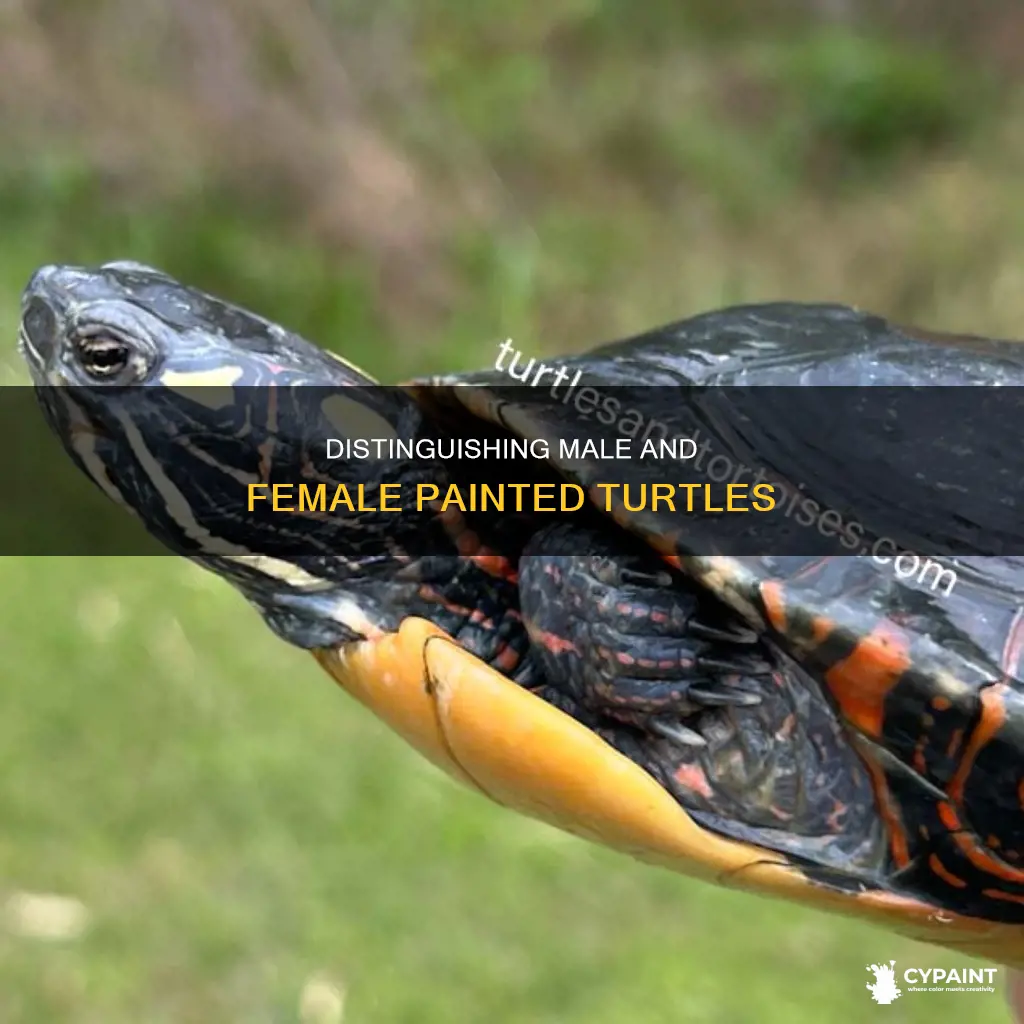 how to tell a male from female painted turtle