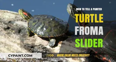 Spotting the Difference: Painted Turtles vs. Sliders Simplified