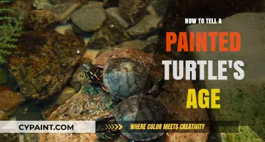 Determining the Age of Painted Turtles: A Simple Guide