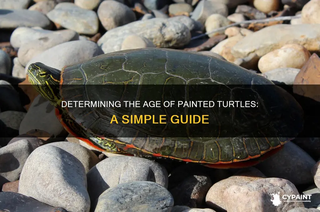 how to tell a painted turtle