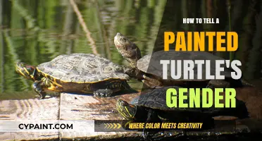 Identifying Painted Turtle Gender: A Simple Guide for Enthusiasts