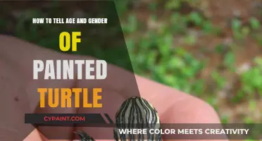 Painted Turtles: Age and Gender Secrets