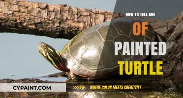 Identifying the Age of Painted Turtles: A Simple Guide