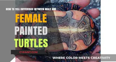 Identifying Male vs Female Painted Turtles: A Simple Gender Guide